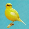 птица