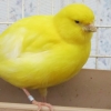 птица