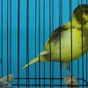 птица