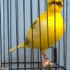 птица