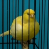птица