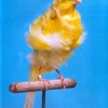 птица