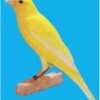 птица