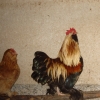 птица
