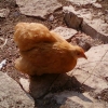 птица