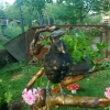 птица