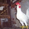 птица