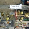 птица