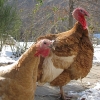 птица