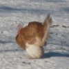птица