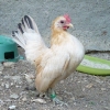 птица