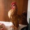 птица