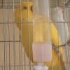 птица