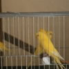 птица