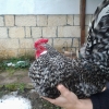птица