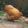 птица