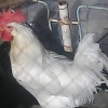 птица