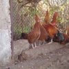 птица