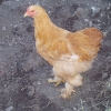 птица