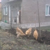 птица