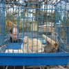 птица