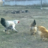 птица