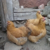 птица