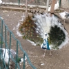 птица