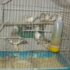 птица