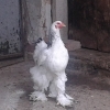 птица