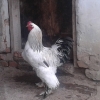птица