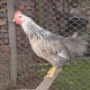 птица