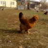 птица