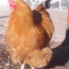 птица