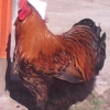 птица