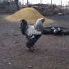 птица