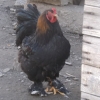 птица
