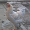 птица