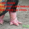 птица