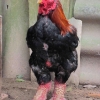 птица