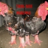 птица