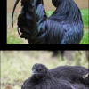 птица