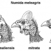 птица