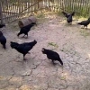 птица