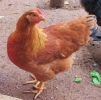 птица