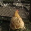 птица