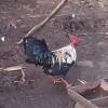 птица