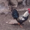 птица