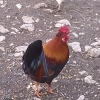 птица