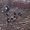 птица